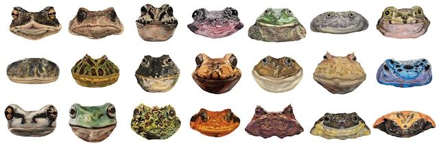 両生類無尾目の造形、色彩研究